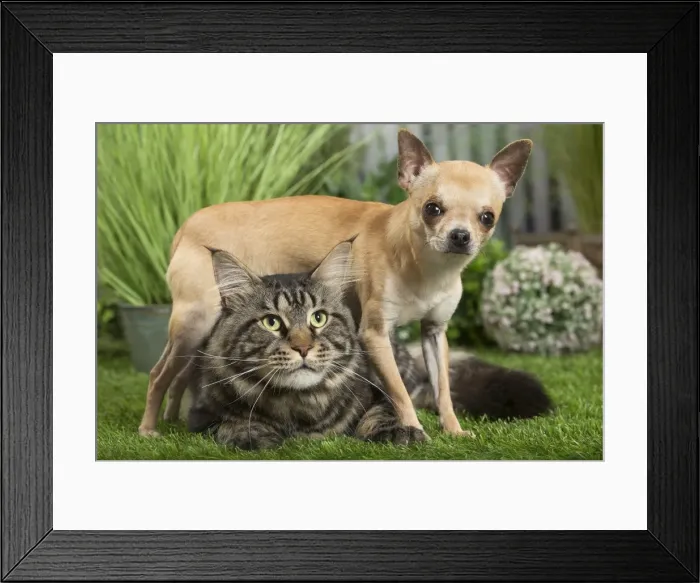 Framed Print : Picture No. 11807823 Framed Print : Picture No. 11807823