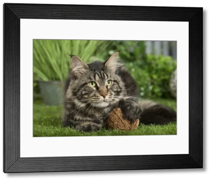 Framed Print : Picture No. 11807824 Framed Print : Picture No. 11807824