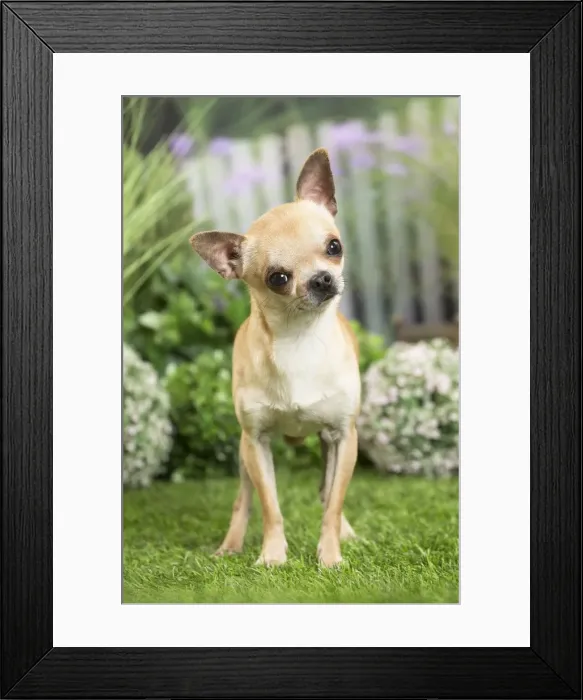 Framed Print : Picture No. 11807826 Framed Print : Picture No. 11807826