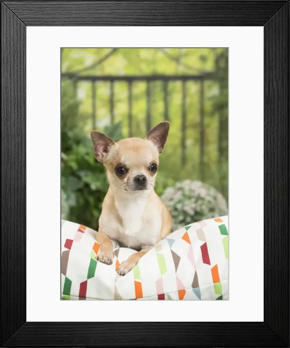 Framed Print : Picture No. 11807829 Framed Print : Picture No. 11807829