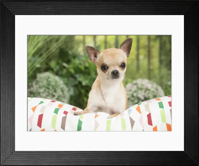 Framed Print : Picture No. 11807830 Framed Print : Picture No. 11807830