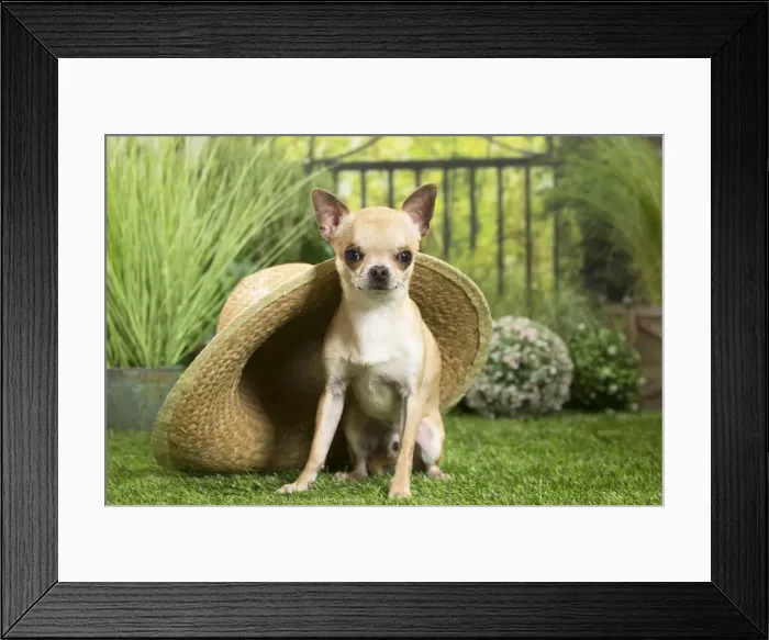 Framed Print : Picture No. 11807832 Framed Print : Picture No. 11807832