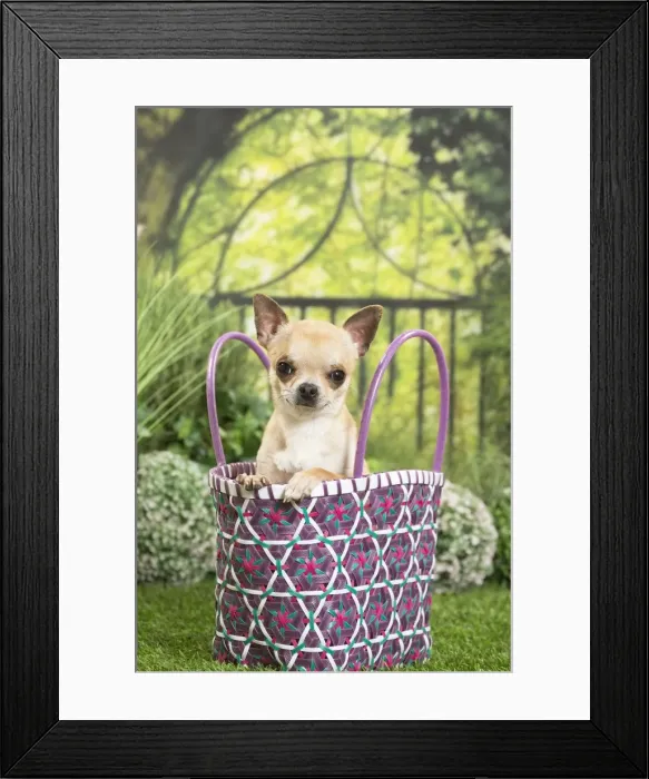 Framed Print : Picture No. 11807834