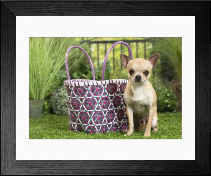 Framed Print : Picture No. 11807835 Framed Print : Picture No. 11807835