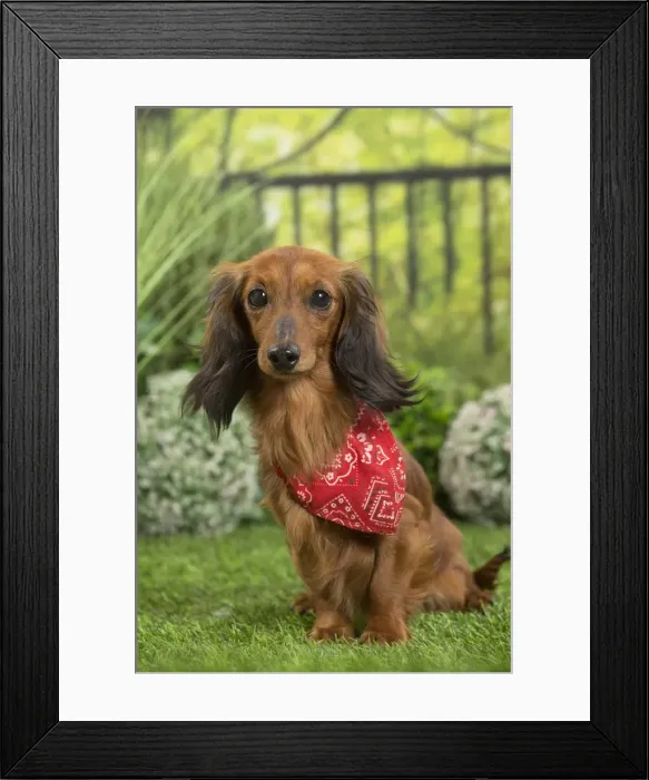 Framed Print : Picture No. 11807836 Framed Print : Picture No. 11807836
