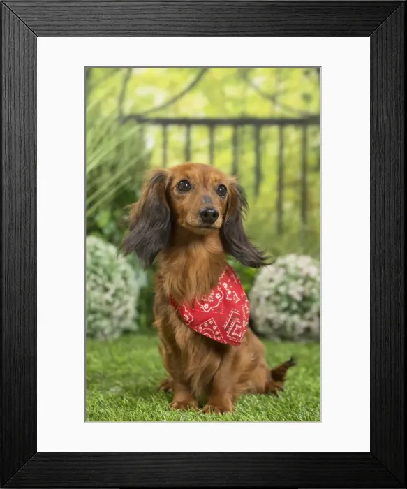 Framed Print : Picture No. 11807837 Framed Print : Picture No. 11807837