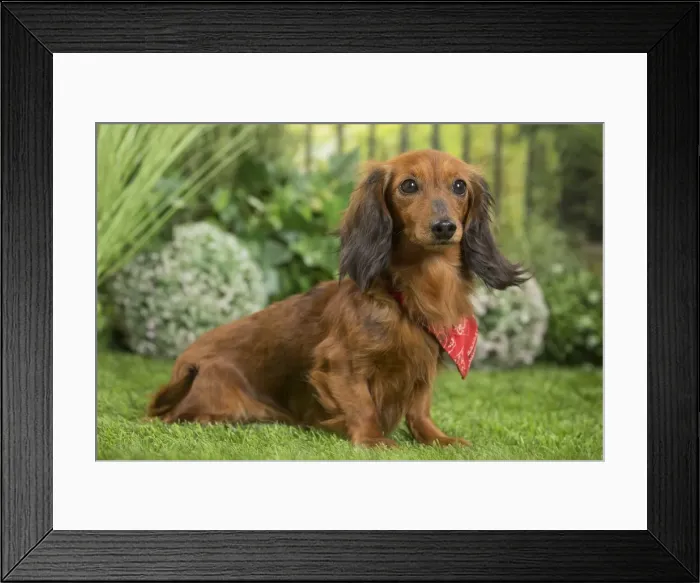 Framed Print : Picture No. 11807840 Framed Print : Picture No. 11807840
