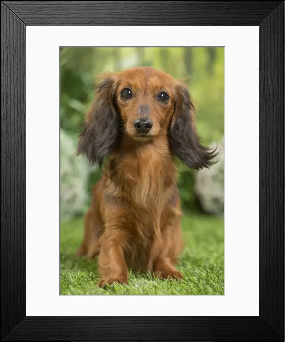 Framed Print : Picture No. 11807842 Framed Print : Picture No. 11807842