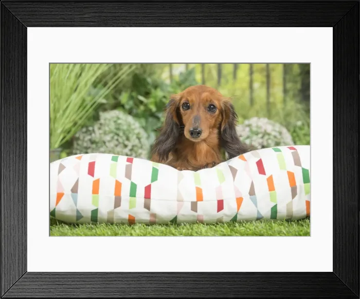 Framed Print : Picture No. 11807844 Framed Print : Picture No. 11807844