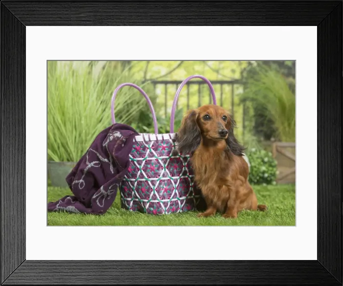 Framed Print : Picture No. 11807848 Framed Print : Picture No. 11807848