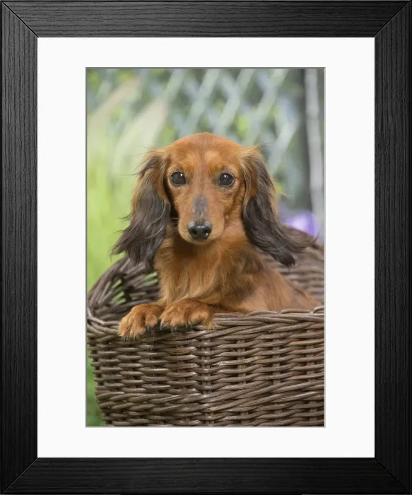 Framed Print : Picture No. 11807851 Framed Print : Picture No. 11807851