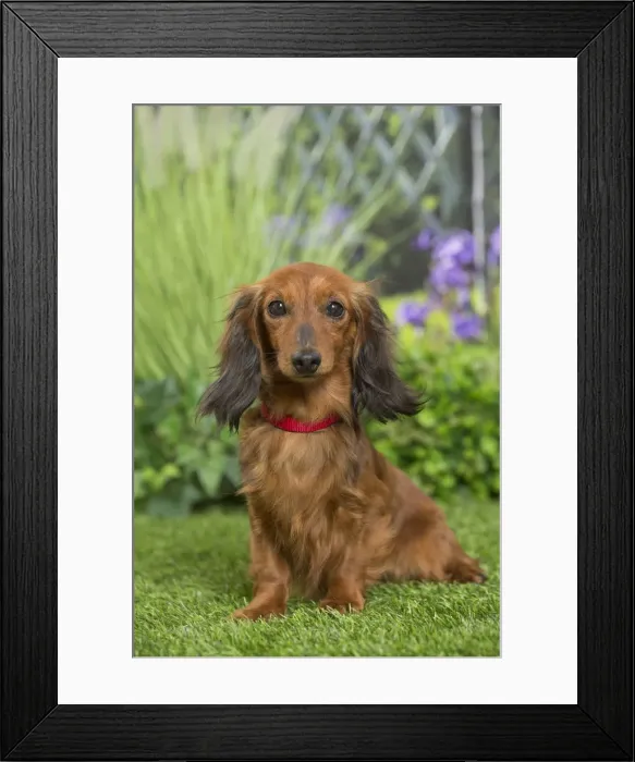 Framed Print : Picture No. 11807853 Framed Print : Picture No. 11807853
