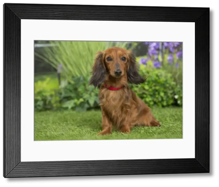 Framed Print : Picture No. 11807854 Framed Print : Picture No. 11807854