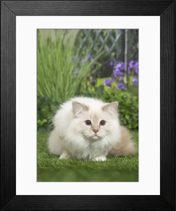Framed Print : Picture No. 11807855 Framed Print : Picture No. 11807855