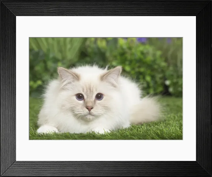 Framed Print : Picture No. 11807856 Framed Print : Picture No. 11807856