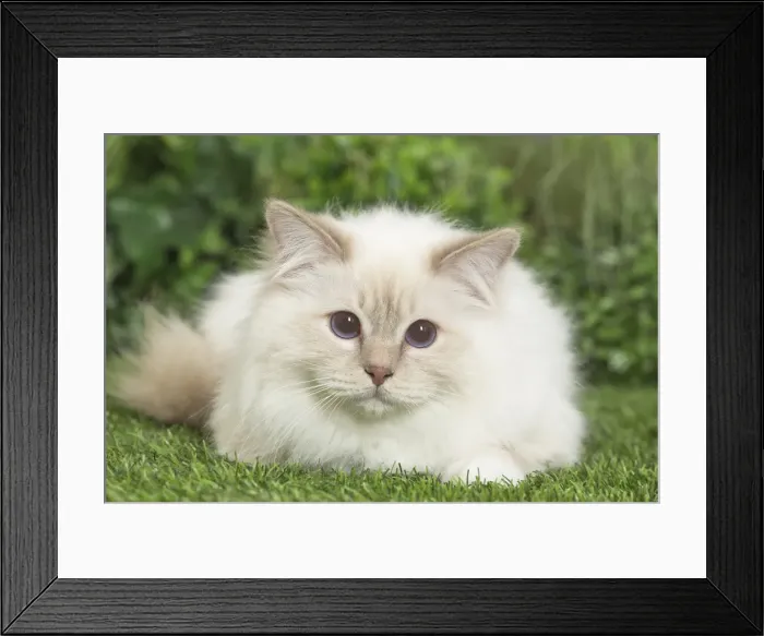 Framed Print : Picture No. 11807857 Framed Print : Picture No. 11807857