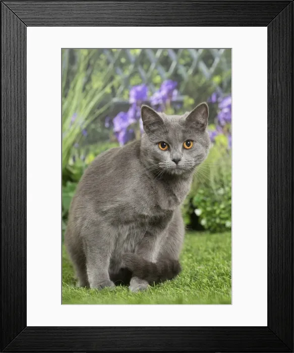 Framed Print : Picture No. 11807858 Framed Print : Picture No. 11807858