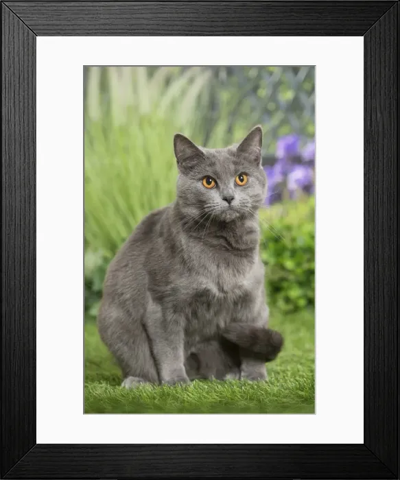 Framed Print : Picture No. 11807859 Framed Print : Picture No. 11807859