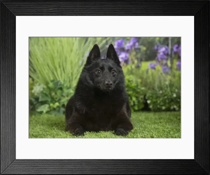 Framed Print : Picture No. 11807860 Framed Print : Picture No. 11807860