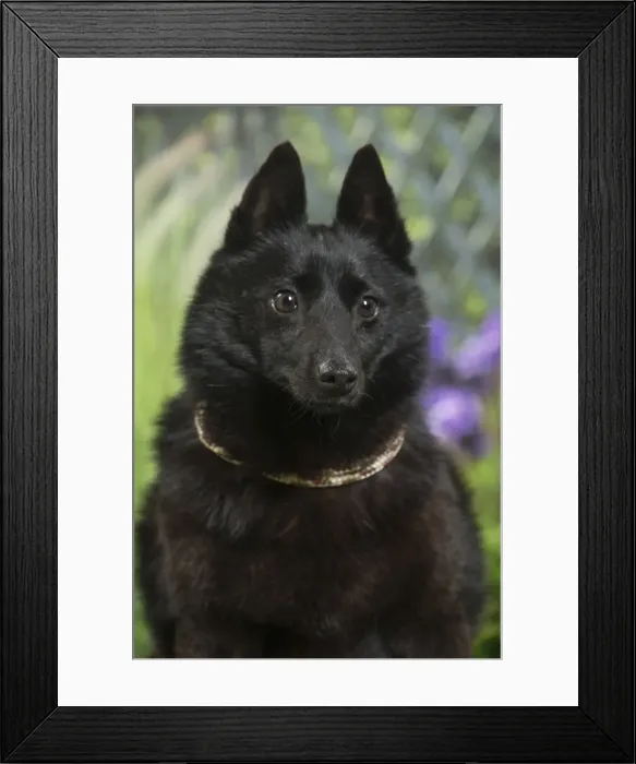 Framed Print : Picture No. 11807862 Framed Print : Picture No. 11807862