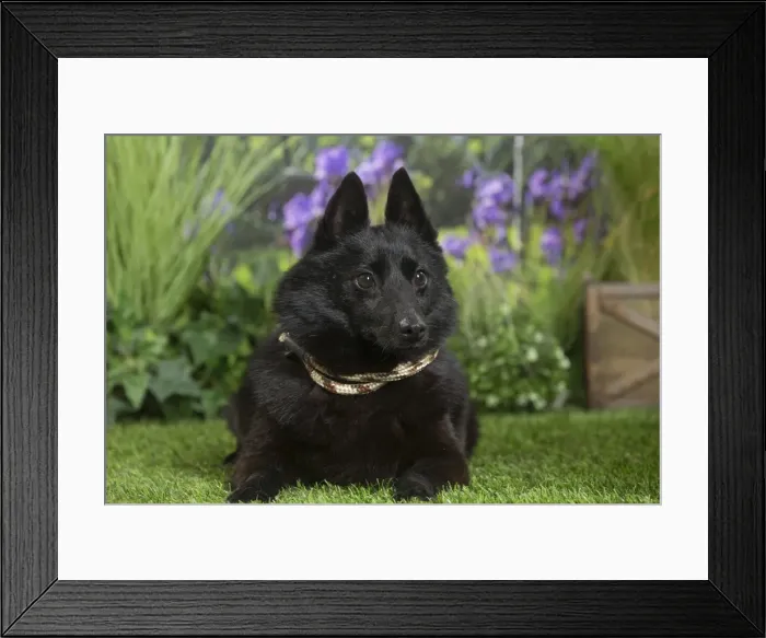 Framed Print : Picture No. 11807863 Framed Print : Picture No. 11807863