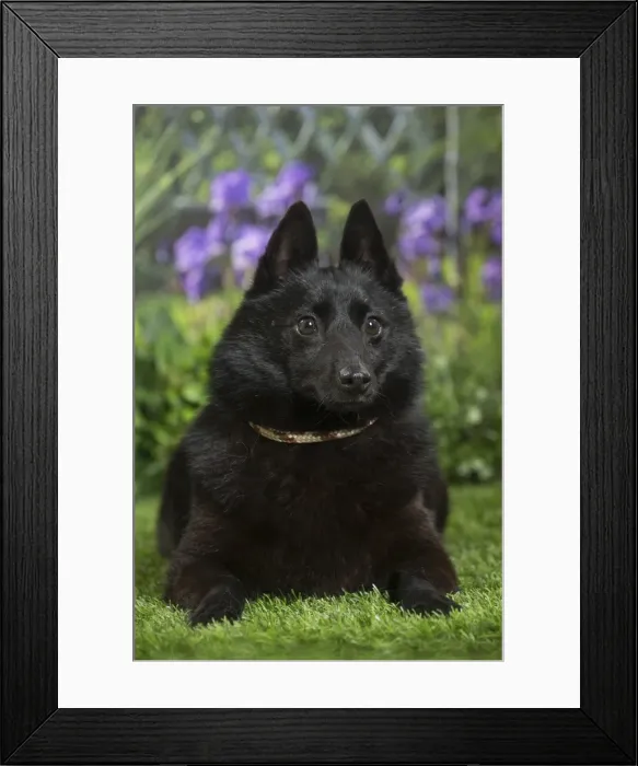 Framed Print : Picture No. 11807864 Framed Print : Picture No. 11807864