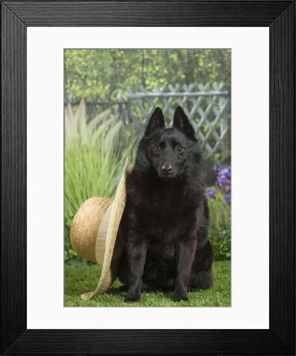 Framed Print : Picture No. 11807865 Framed Print : Picture No. 11807865