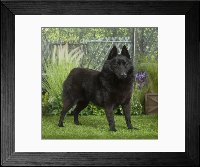 Framed Print : Picture No. 11807866 Framed Print : Picture No. 11807866