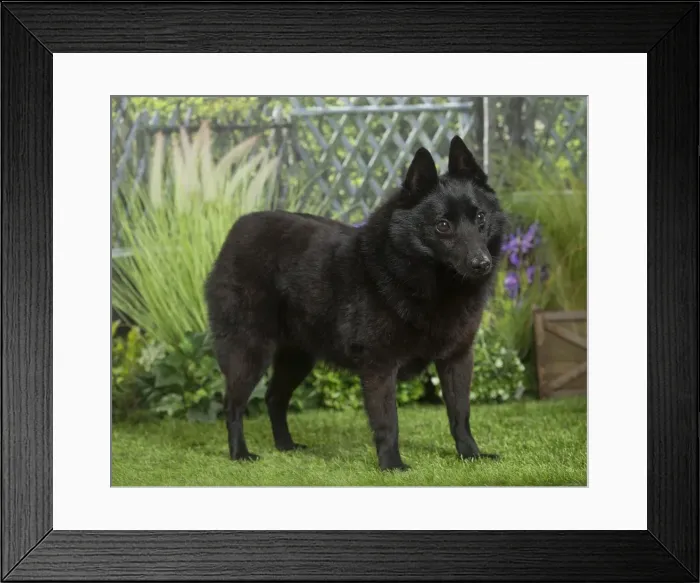 Framed Print : Picture No. 11807867 Framed Print : Picture No. 11807867