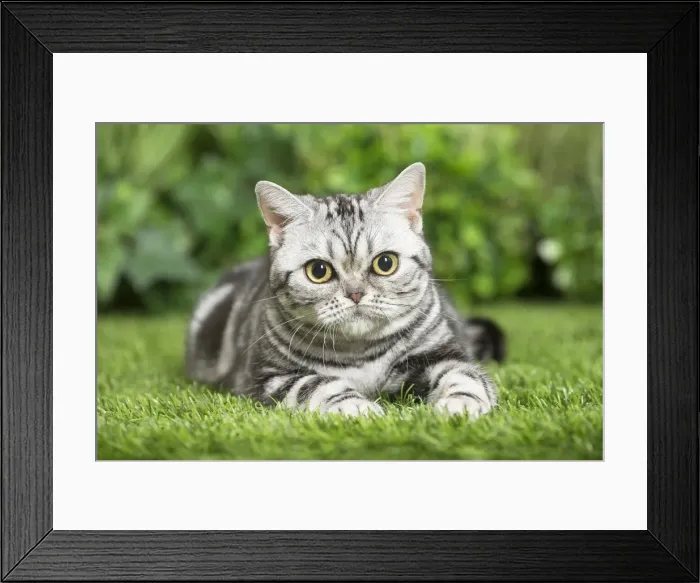 Framed Print : Picture No. 11807868 Framed Print : Picture No. 11807868