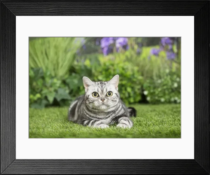 Framed Print : Picture No. 11807869 Framed Print : Picture No. 11807869