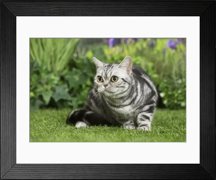 Framed Print : Picture No. 11807870 Framed Print : Picture No. 11807870