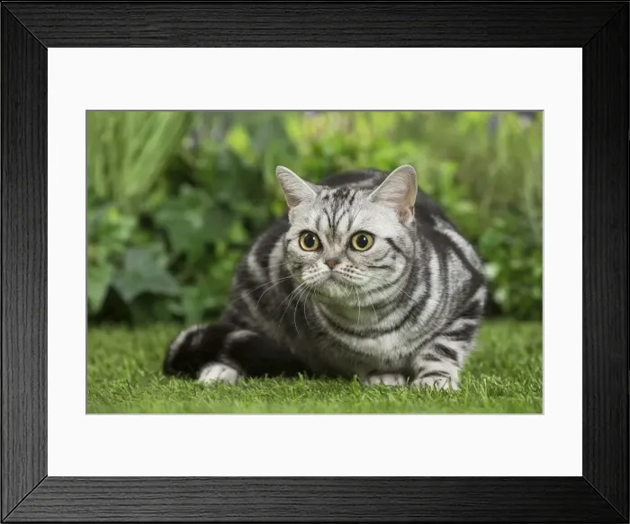 Framed Print : Picture No. 11807871 Framed Print : Picture No. 11807871