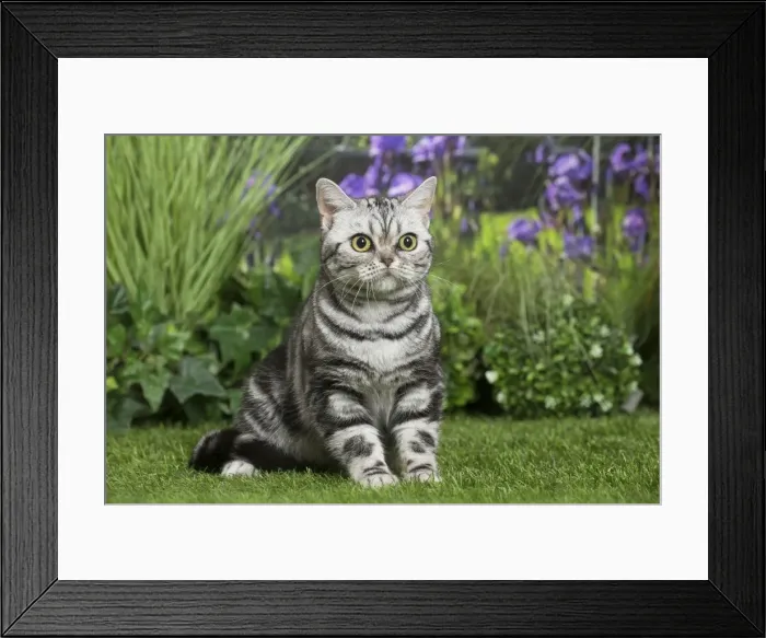 Framed Print : Picture No. 11807872 Framed Print : Picture No. 11807872