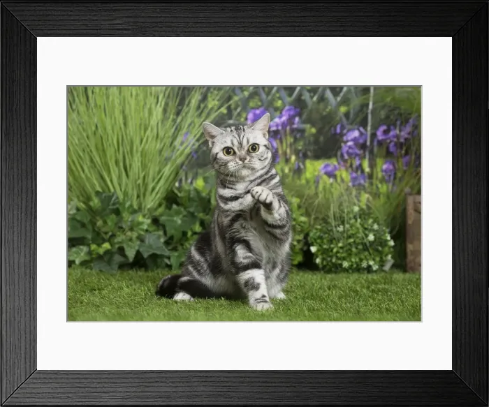Framed Print : Picture No. 11807873 Framed Print : Picture No. 11807873