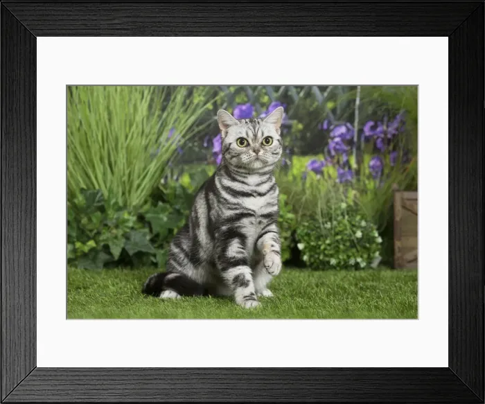 Framed Print : Picture No. 11807874 Framed Print : Picture No. 11807874