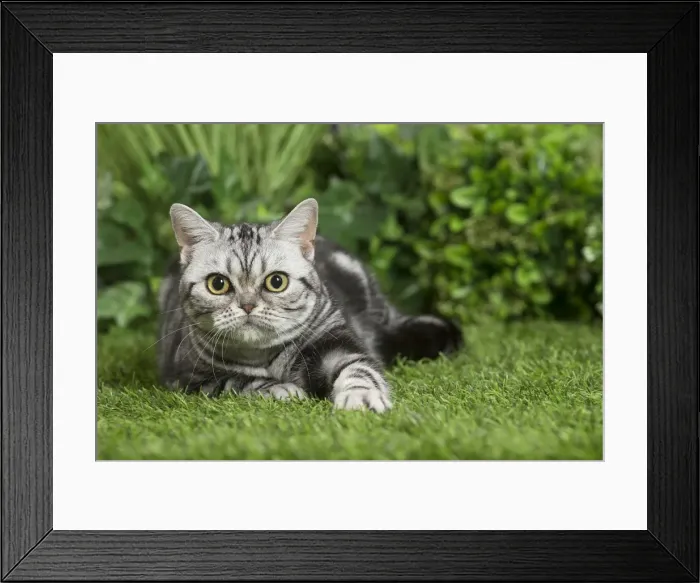 Framed Print : Picture No. 11807875 Framed Print : Picture No. 11807875