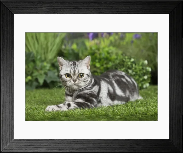 Framed Print : Picture No. 11807876 Framed Print : Picture No. 11807876