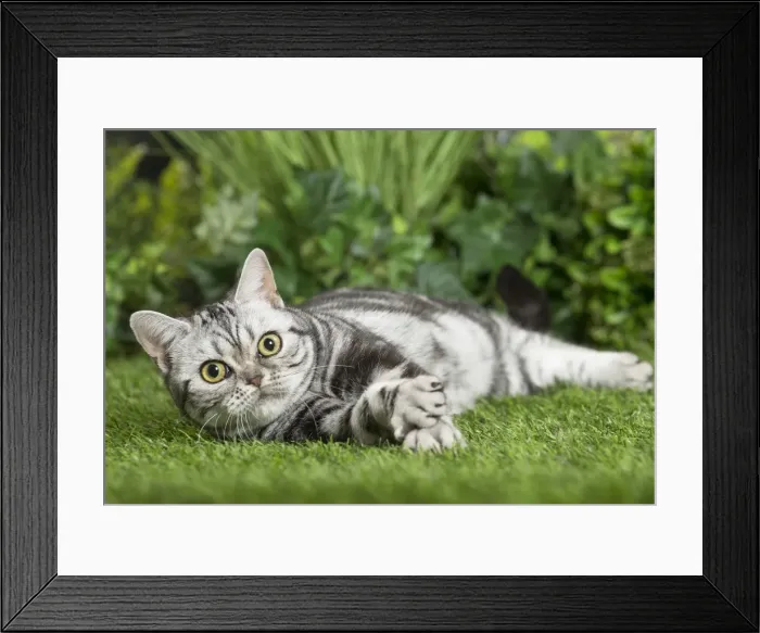 Framed Print : Picture No. 11807877 Framed Print : Picture No. 11807877