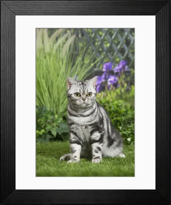 Framed Print : Picture No. 11807878 Framed Print : Picture No. 11807878