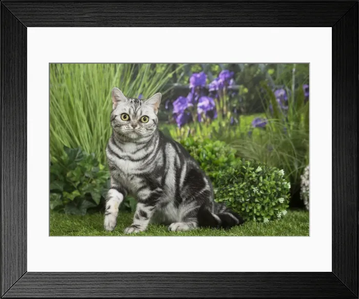 Framed Print : Picture No. 11807879 Framed Print : Picture No. 11807879