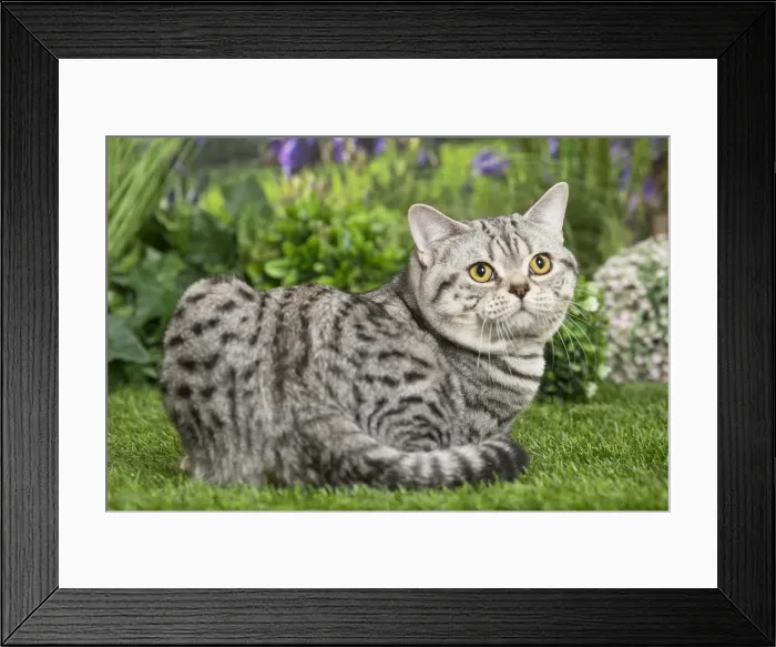 Framed Print : Picture No. 11807880 Framed Print : Picture No. 11807880