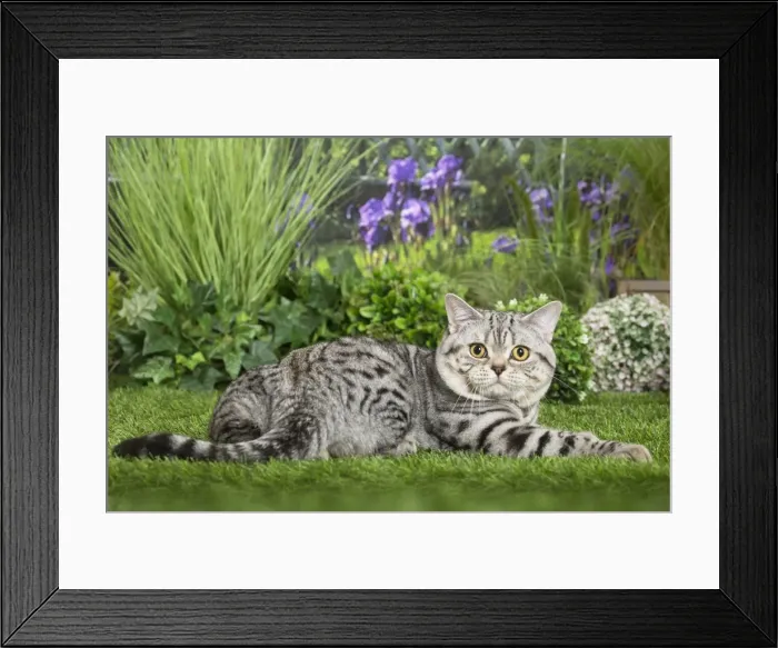Framed Print : Picture No. 11807881 Framed Print : Picture No. 11807881