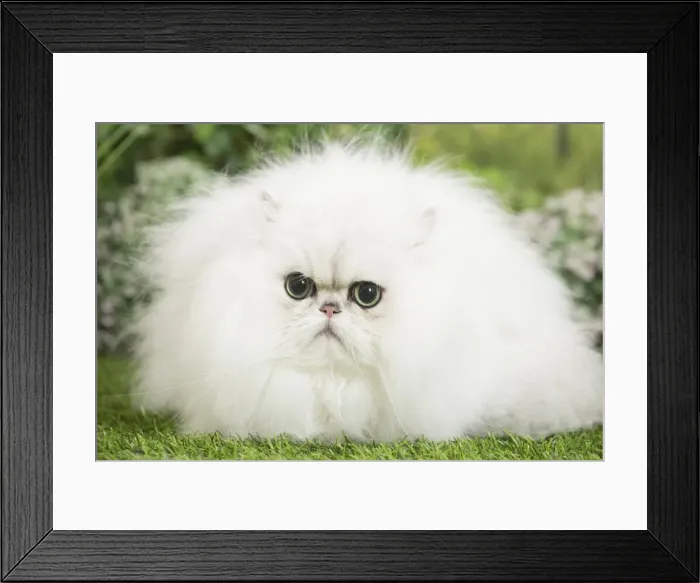 Framed Print : Picture No. 11807883 Framed Print : Picture No. 11807883