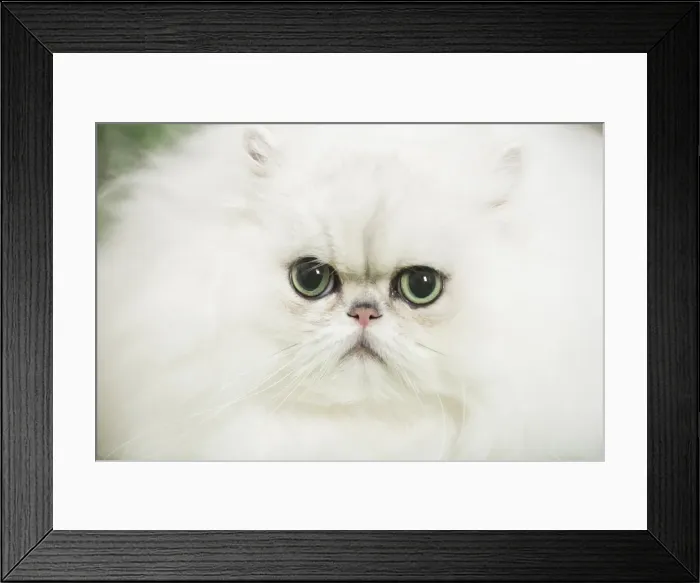 Framed Print : Picture No. 11807884 Framed Print : Picture No. 11807884