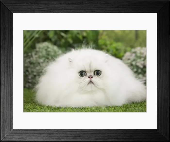 Framed Print : Picture No. 11807885 Framed Print : Picture No. 11807885