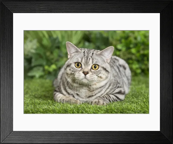 Framed Print : Picture No. 11807882 Framed Print : Picture No. 11807882