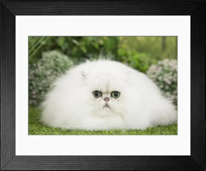 Framed Print : Picture No. 11807887 Framed Print : Picture No. 11807887