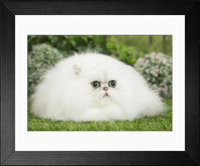 Framed Print : Picture No. 11807886 Framed Print : Picture No. 11807886