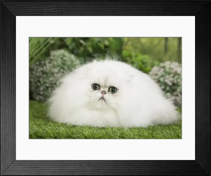 Framed Print : Picture No. 11807888 Framed Print : Picture No. 11807888